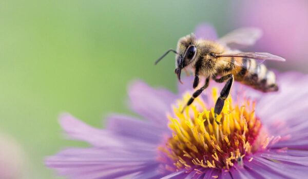 Augenschmaus und Bienenweide