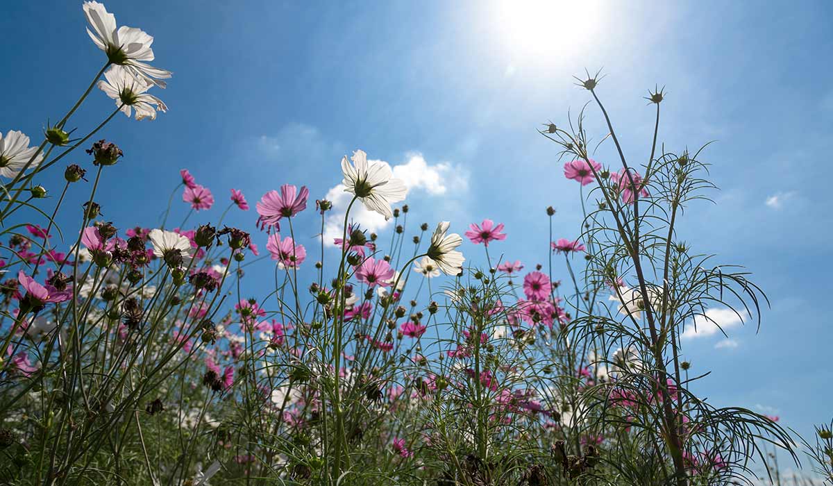 Blumenwiese