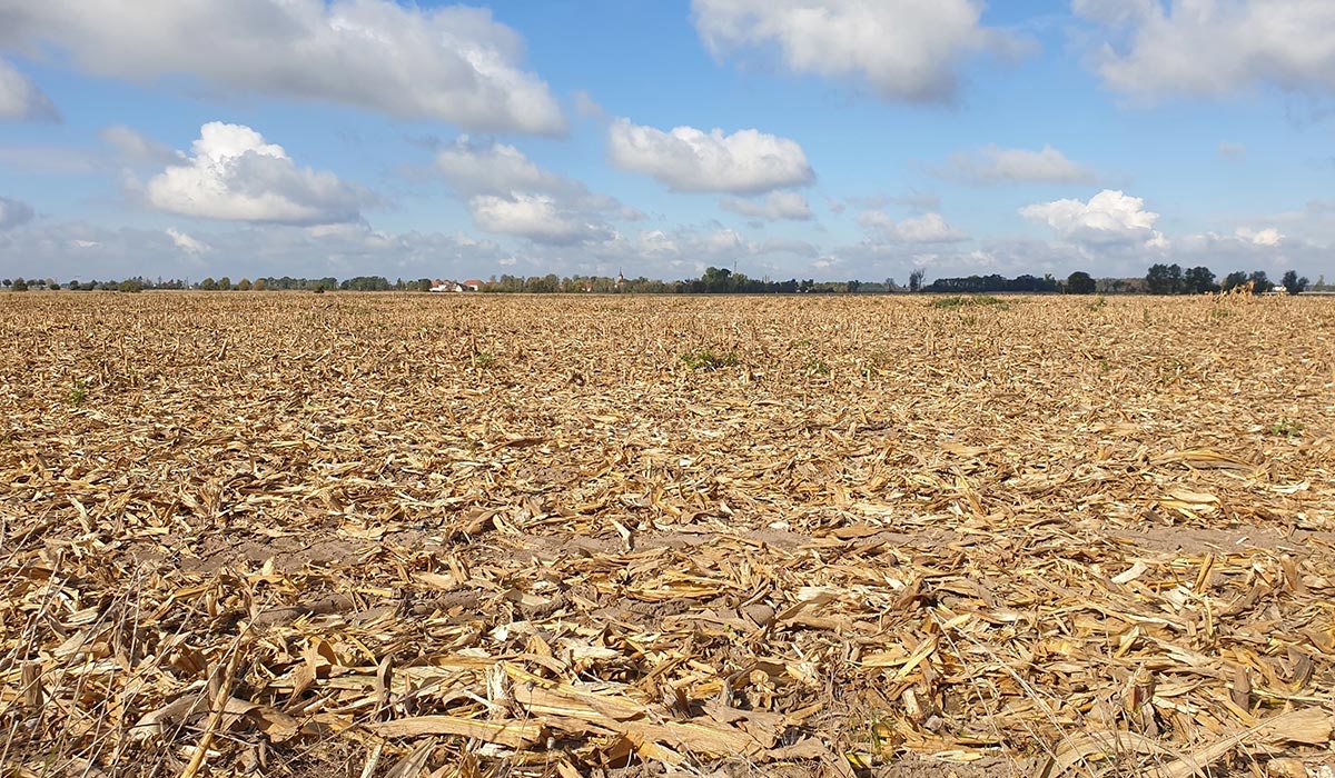 Trockenes Feld bei hitze