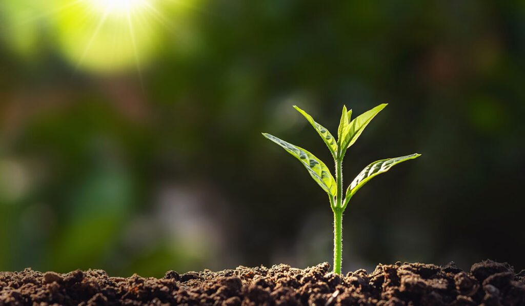 So werden Pflanzensorten geschützt Meyer Blog