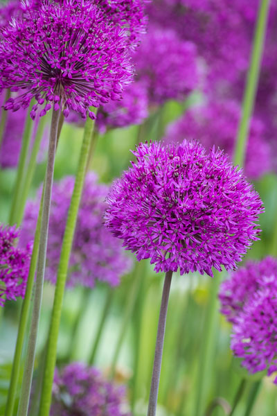 Allium