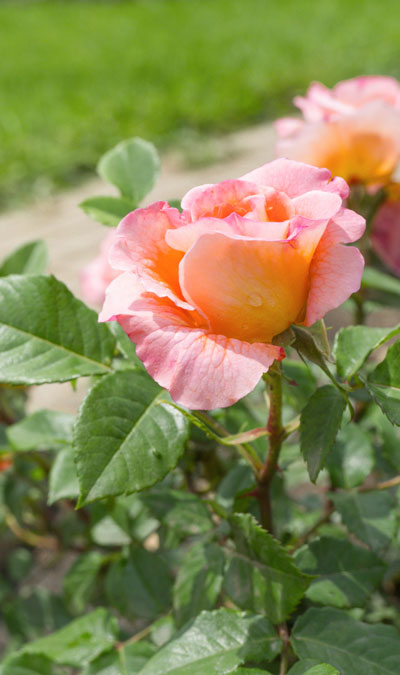 Pfirsichfarbene Rose