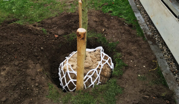 Kapillare Wasserverteilung rund um den Ballen