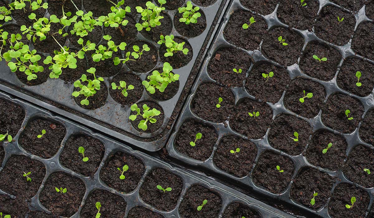 Quickpot Anzuchtplatten mit Jungpflanzen