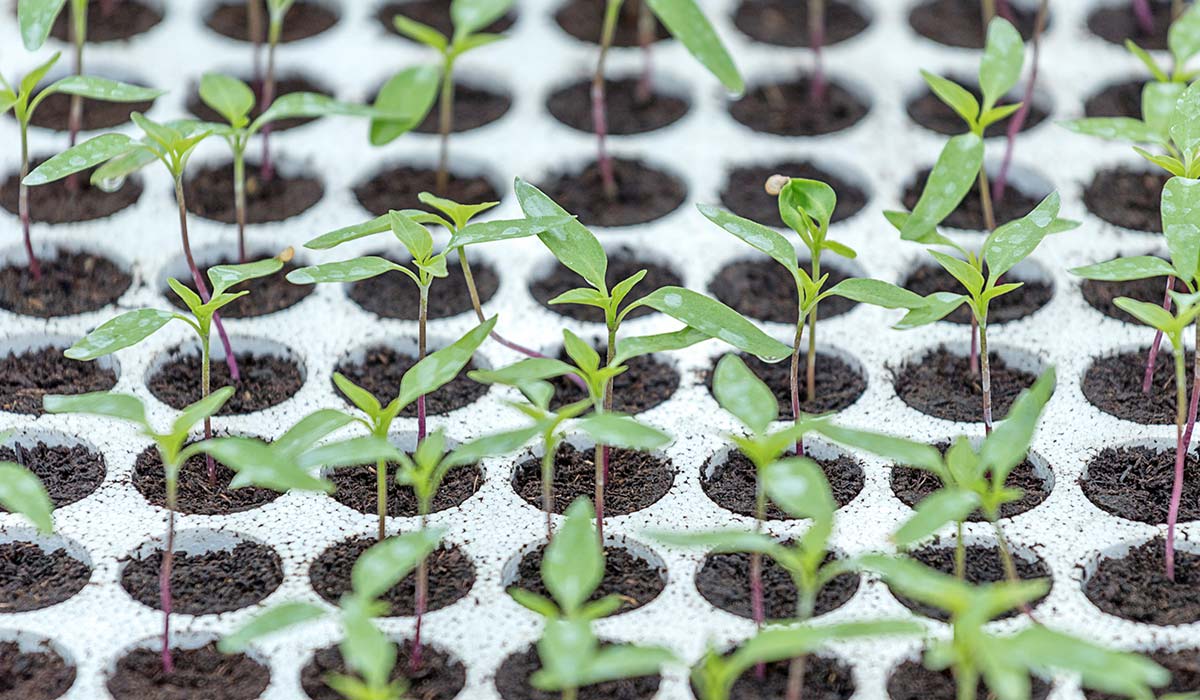 Quickpot Anzuchtplatten mit Jungpflanzen in der Nahaufnahme