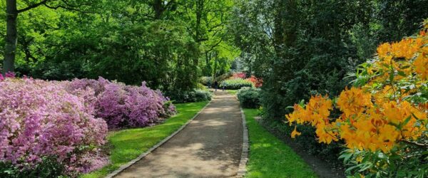 Rhododendronpark Bremen: Ein Meisterwerk der Botanik