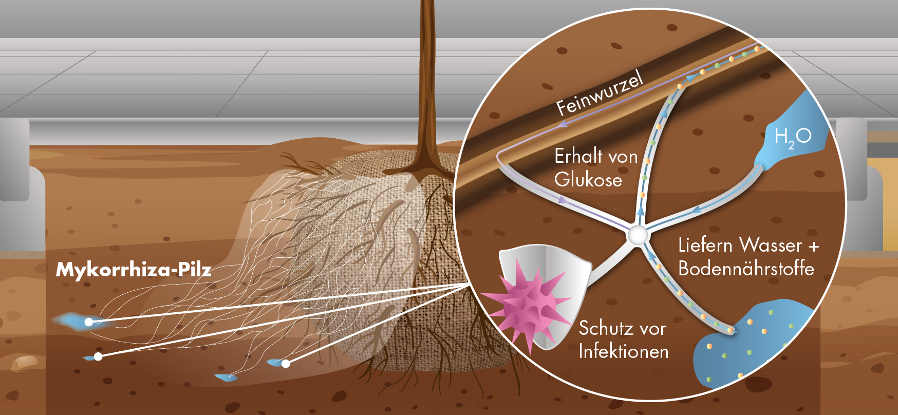 Mykorrhiza Dünger Symbiose Vorteile