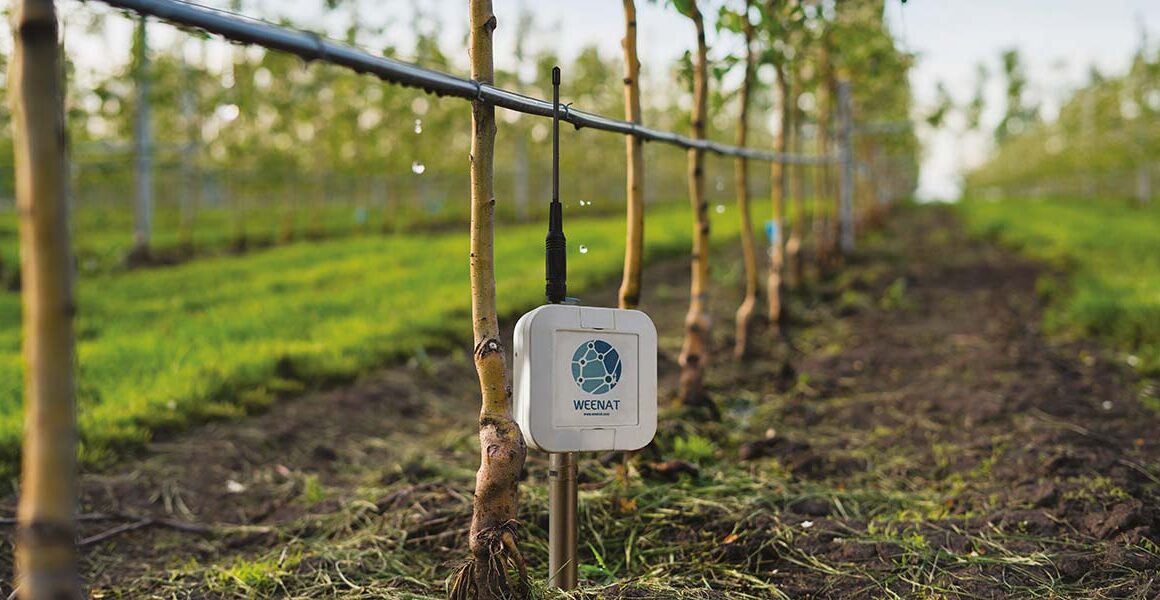 Weenat Sensor im Gartenbau