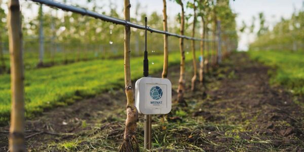 Wir vernetzen Wetterstationen, um die Baumschulen und den Gartenbau in Deutschland zu mehr Leistungsfähigkeit zu begleiten