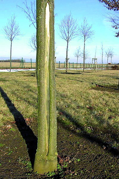 GROWtect Cocoprotec Frostriss