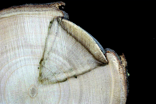 GROWtect Cocoprotec Nekrose