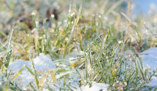 So kommt der Rasen gut über den Winter